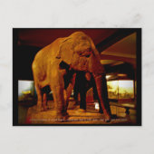 Carte Postale Eléphant (Devant)