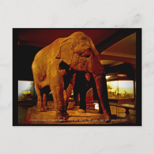 Carte Postale Eléphant (Devant)