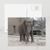 Carte postale ELEPHANT (Devant / Derrière)