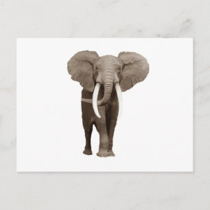 Carte Postale Eléphant
