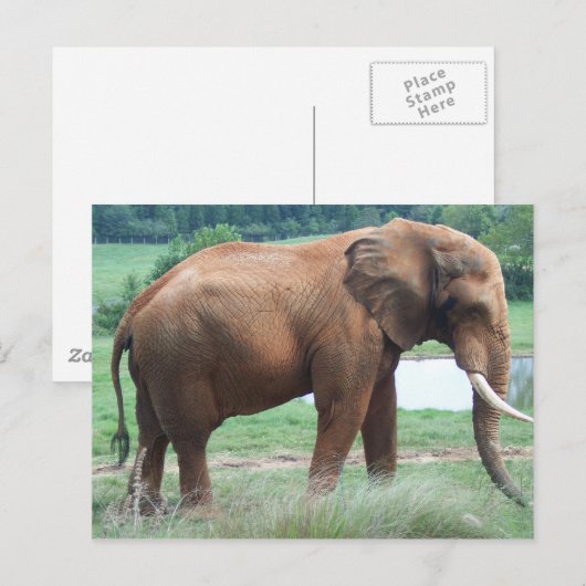 Carte Postale Éléphant (Devant / Derrière)