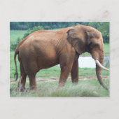 Carte Postale Éléphant (Devant)