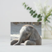 Carte Postale éléphant (Debout devant)