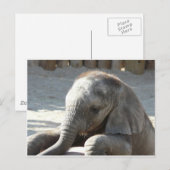 Carte Postale éléphant (Devant / Derrière)