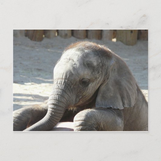 Carte Postale éléphant (Devant)