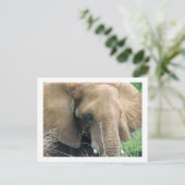 Carte postale Elephant (Debout devant)