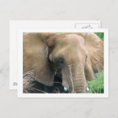 Carte postale Elephant (Devant / Derrière)