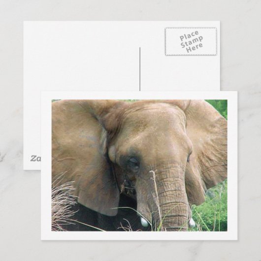 Carte postale Elephant (Devant / Derrière)