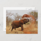 Carte Postale Eléphant (Devant / Derrière)