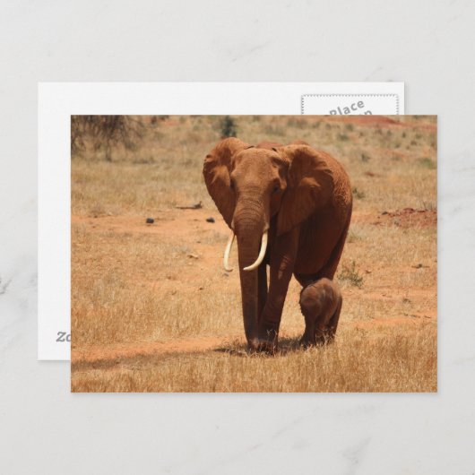 Carte Postale Eléphant (Devant / Derrière)