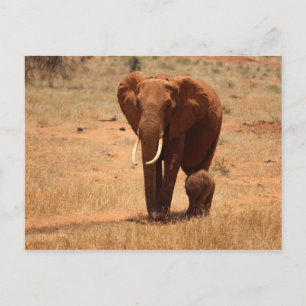 Carte Postale Eléphant