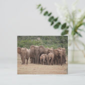 Carte Postale Éléphant  (Debout devant)