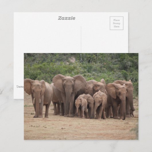 Carte Postale Éléphant  (Devant / Derrière)