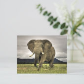 Carte Postale Eléphant africain (Debout devant)