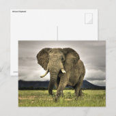 Carte Postale Eléphant africain (Devant / Derrière)