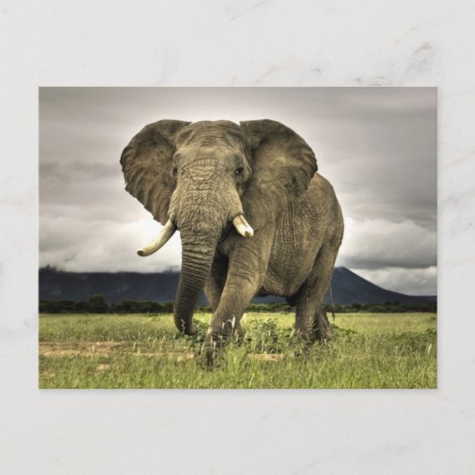 Carte Postale Eléphant africain (Devant)
