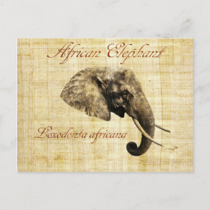 Carte Postale éléphant africain