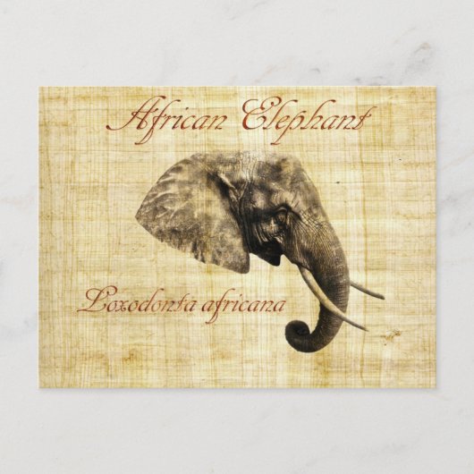 Carte Postale éléphant africain (Devant)
