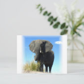 Carte postale Eléphant Africain (Debout devant)