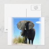 Carte postale Eléphant Africain (Devant / Derrière)