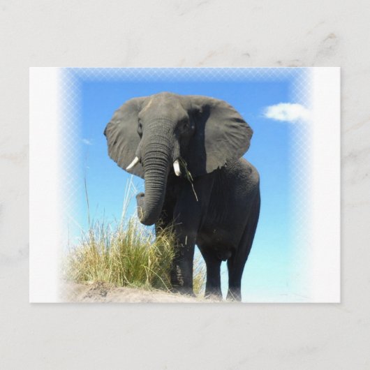 Carte postale Eléphant Africain (Devant)