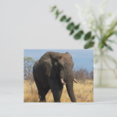 Carte Postale Eléphant africain (Debout devant)