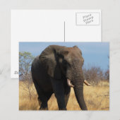 Carte Postale Eléphant africain (Devant / Derrière)