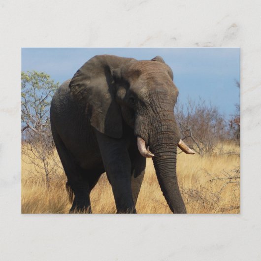 Carte Postale Eléphant africain (Devant)