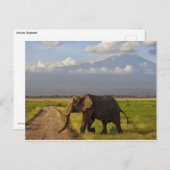 Carte Postale Eléphant africain (Devant / Derrière)