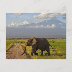 Carte Postale Eléphant africain