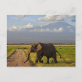Carte Postale Eléphant africain (Devant)