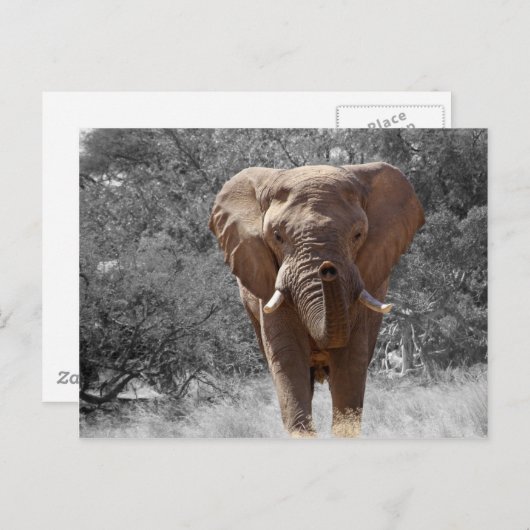 Carte Postale Eléphant africain (Devant / Derrière)