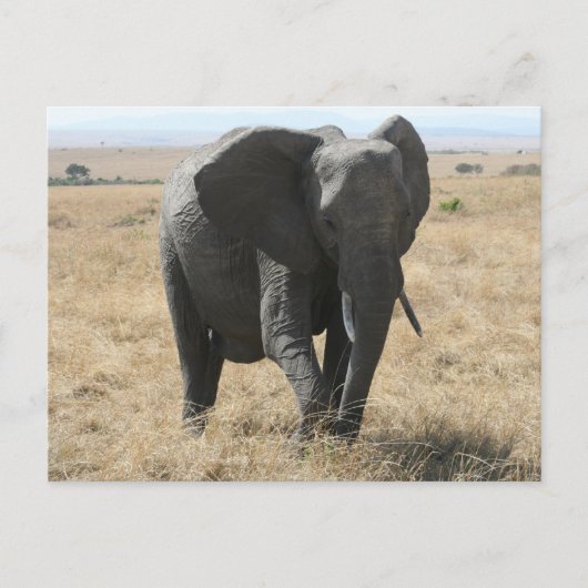 Carte Postale éléphant africain (Devant)