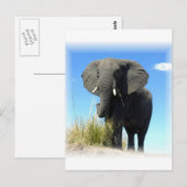 Carte postale Eléphant Africain (Devant / Derrière)