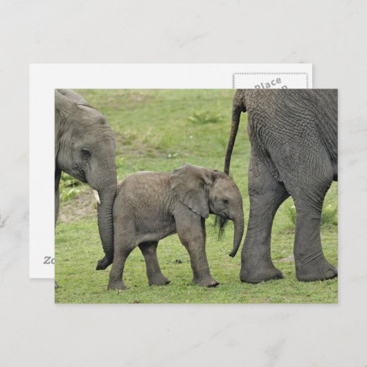 Carte Postale Éléphant africain femelle avec le bébé, Loxodonta (Devant / Derrière)