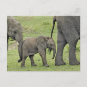 Carte Postale Éléphant africain femelle avec le bébé, Loxodonta (Devant)