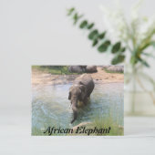 Carte Postale Eléphant africain n° 2 (Debout devant)