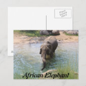 Carte Postale Eléphant africain n° 2 (Devant / Derrière)