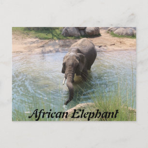 Carte Postale Eléphant africain n° 2