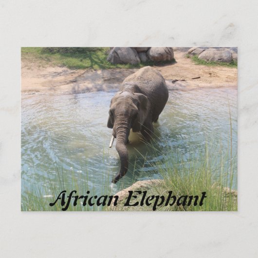 Carte Postale Eléphant africain n° 2 (Devant)
