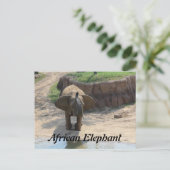 Carte Postale Eléphant africain n° 6 (Debout devant)