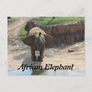 Carte Postale Eléphant africain n° 6