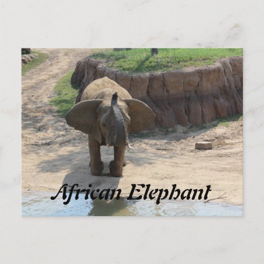 Carte Postale Eléphant africain n° 6 (Devant)