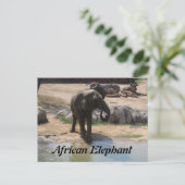 Carte Postale Eléphant africain n° 7 (Debout devant)