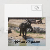 Carte Postale Eléphant africain n° 7 (Devant / Derrière)