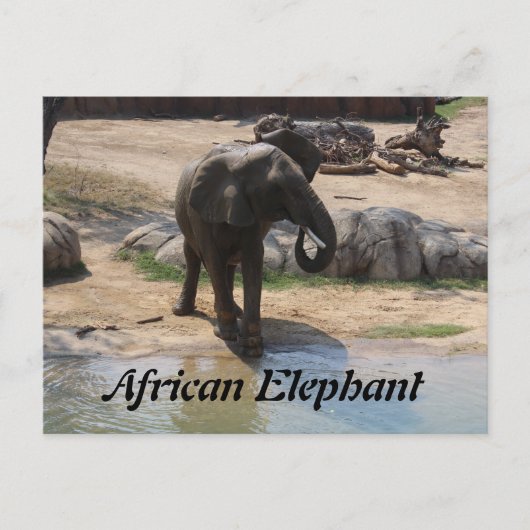 Carte Postale Eléphant africain n° 7 (Devant)