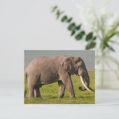 Carte Postale Elephant africain, zone de conservation de Ngorong (Debout devant)