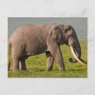Carte Postale Elephant africain, zone de conservation de Ngorong
