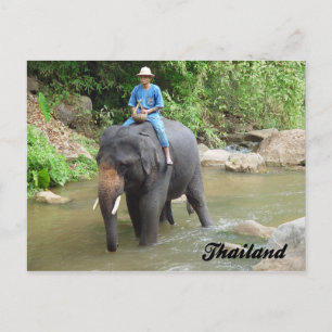 Carte Postale Elephant and Mahout Chiang Mai, Thailand Postcard