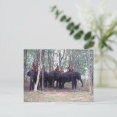 Carte postale Eléphant Asiatique (Debout devant)